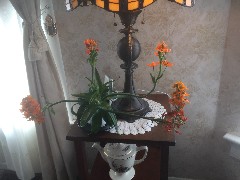 Ruth s flowers; Home Canandaigua, NY
